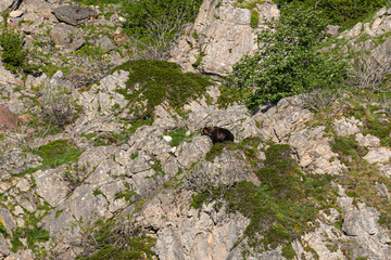 Several sightings of the brown bear, with moments of heat, copulation, fights and escapes!