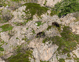 Several sightings of the brown bear, with moments of heat, copulation, fights and escapes!