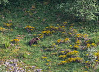 Several sightings of the brown bear, with moments of heat, copulation, fights and escapes!