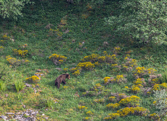 Several sightings of the brown bear, with moments of heat, copulation, fights and escapes!