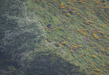 Several sightings of the brown bear, with moments of heat, copulation, fights and escapes!