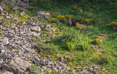 Several sightings of the brown bear, with moments of heat, copulation, fights and escapes!