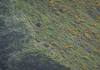 Several sightings of the brown bear, with moments of heat, copulation, fights and escapes!