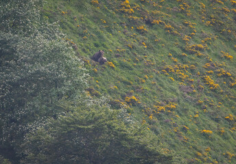 Several sightings of the brown bear, with moments of heat, copulation, fights and escapes!