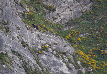 Several sightings of the brown bear, with moments of heat, copulation, fights and escapes!