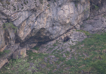 Several sightings of the brown bear, with moments of heat, copulation, fights and escapes!