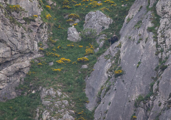 Several sightings of the brown bear, with moments of heat, copulation, fights and escapes!