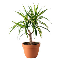 Fototapeta premium Dracaena Plant In Pot. Isolated. Perfect For Adding A Touch Of Green To Any Space. Minimalist Style.