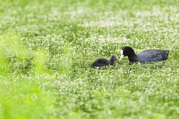 In a serene pond filled with vibrant green vegetation, a mother duck lovingly feeds her fluffy chicks, showcasing the warmth of nature and nurturing. The tranquil setting enhances the tender moment