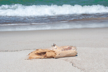 Tree trunk at empty sandy beach and sea waves by summer  day
