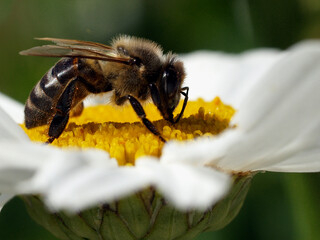 Abeja sobre margarita