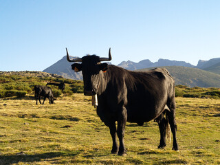 Vaca avileña