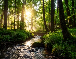 Sunlight streams through a misty forest stream