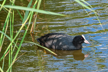 black headed gull swimming in water