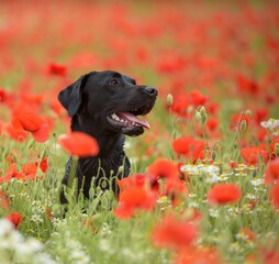 black labrador retriever