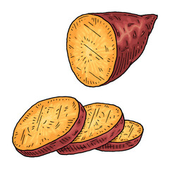 Slice and half sweet potato. Vintage engraving vector color illustration. Isolated on white background.
