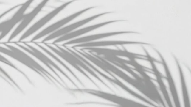 Shadow of a palm leaf cast on a white wall, creating a minimalist and tropical design