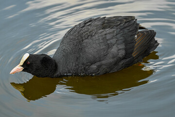 black headed gull swimming in water