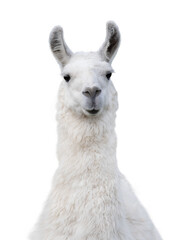 portrait of white llama isolated on white background
