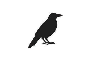 Crow silhouette on white background.01