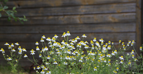 Herb flowers Chamomile against wooden wall. Flowerbed of growing blooming flowers Matricaria chamomilla.