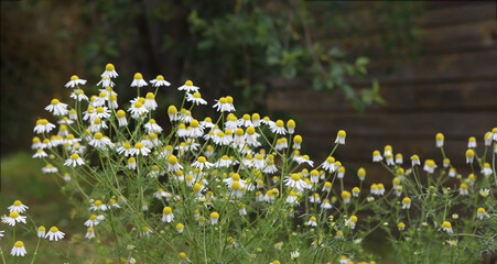 Herb flowers Chamomile against wooden wall. Flowerbed of growing blooming flowers Matricaria chamomilla.