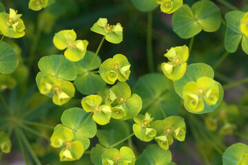 Green spurge, Euphorbia esula