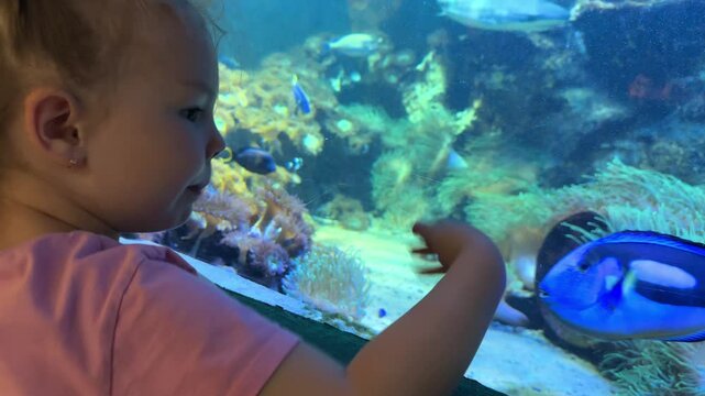 Little girl playing with fish in an aquarium. Blue surgeon fish swims behind the hand its Dori. 
