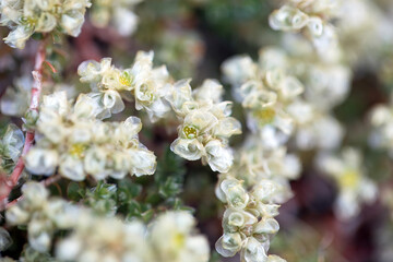 Inflorescence of Paronychia kapela
