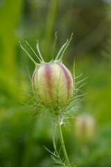 bud of flower beginning to bloom for summer. green nature plant background 