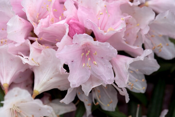 Inflorescence of Rhododendron recurvoides