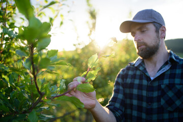 Farmer working in orchard inspecting fruit trees for pests or diseases.