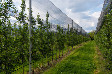 Modern apple orchard