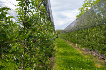 Modern apple orchard
