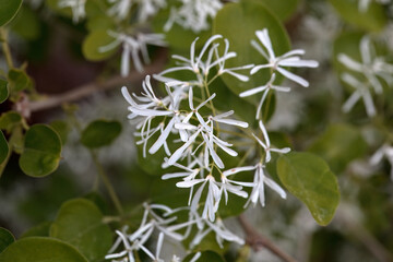 Inflorescence of a Chinese fringetree, Chionanthus retusus