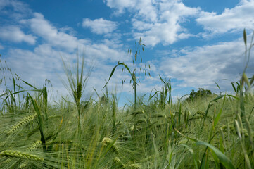 green wheat field