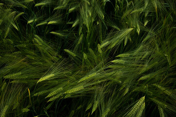 green wheat field