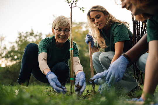 Volunteers planting a tree in the forest for environmental conservation