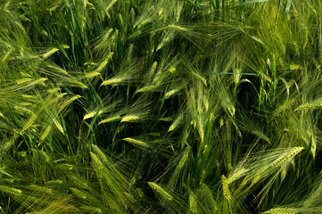 green wheat field