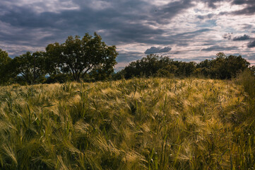 green wheat field