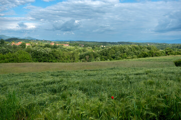 green wheat field