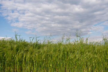 green wheat field
