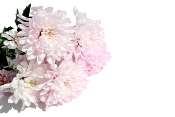  There is a bouquet of pink chrysanthemums on a white background.