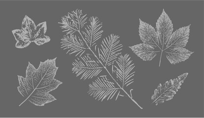 Fern botanical illustration sketch drawing on neutral gray for decorative print or natural background. Floral motif for card or invitation design.