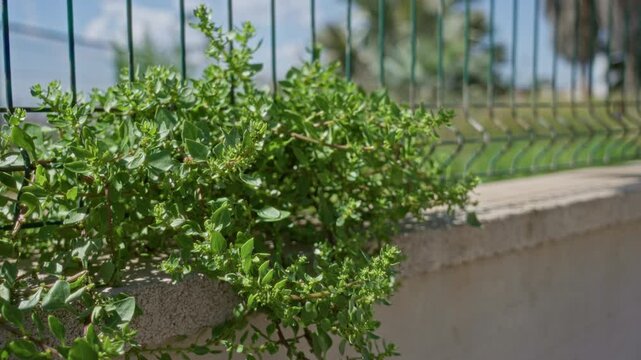 Wild plant with small green leaves growing along a fence on a sunny day in torrevieja, spain, showcasing the vibrant outdoor mediterranean flora.