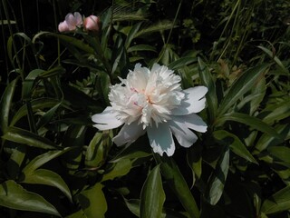 White peony photo on the leafs background