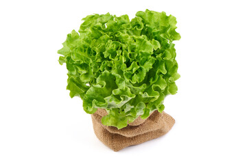 Lettuce salad, isolated on white background
