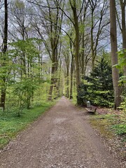 A beautiful park in spring