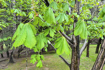 Chestnut. Chestnut branches with big beautiful wet leaves on a rainy day. Nature background, backdrop, desktop, screen.