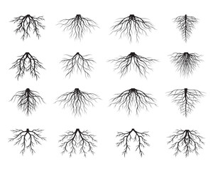 Set of Black Tree Roots. Outline Illustration and nature image.